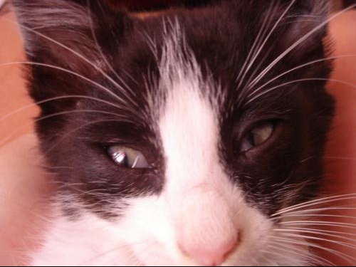 3eme Paupiere Sur L Oeil Question Vers Chats Forum Animaux 3eme Paupiere Sur L Oeil Question Vers Chats Forum Animaux