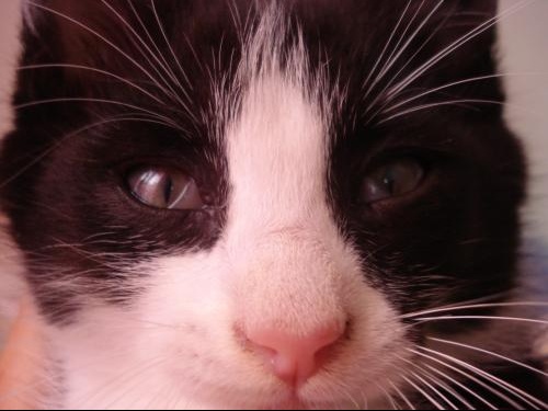 3eme Paupiere Sur L Oeil Question Vers Chats Forum Animaux Doctissimo 3eme Paupiere Sur L Oeil Question Vers Chats Forum Animaux Doctissimo