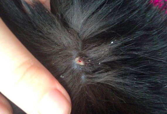 Excroissance Sur La Peau De Mon Chat Excroissance Sur La Peau De Mon Chat