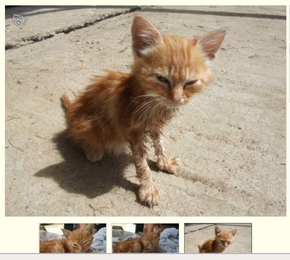 Sauvetage D Une Petite Chatonne Tres Maigre Sauvetage D Une Petite Chatonne Tres Maigre