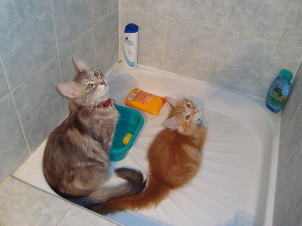 Pneumothorax Chez Un Chat Chats Forum Animaux Doctissimo Pneumothorax Chez Un Chat Chats Forum Animaux Doctissimo