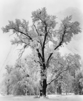 Oak Tree, Snow Storm