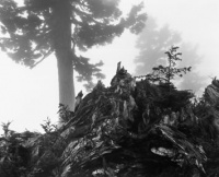 Tree, Stump and Mist