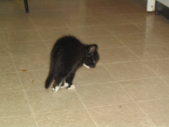 Les Premiers Gros Dos 5 Semaines 1 Princess 7 Chatons Schroddie Photos Club Doctissimo Les Premiers Gros Dos 5 Semaines 1 Princess 7 Chatons Schroddie Photos Club Doctissimo