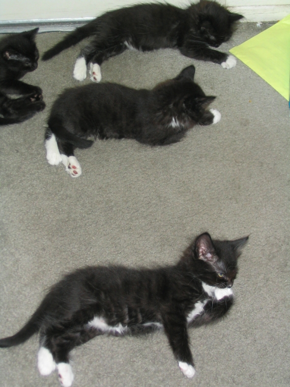 Pattes Blanches 7 Semaines 1 Princess 7 Chatons Schroddie Photos Club Doctissimo Pattes Blanches 7 Semaines 1 Princess 7 Chatons Schroddie Photos Club Doctissimo