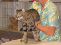Exposition feline, Phoenix, AZ (Jun 5, 2005)