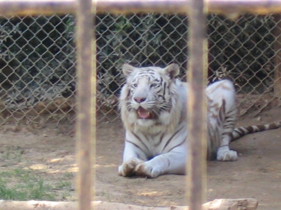 Tigre blanc 