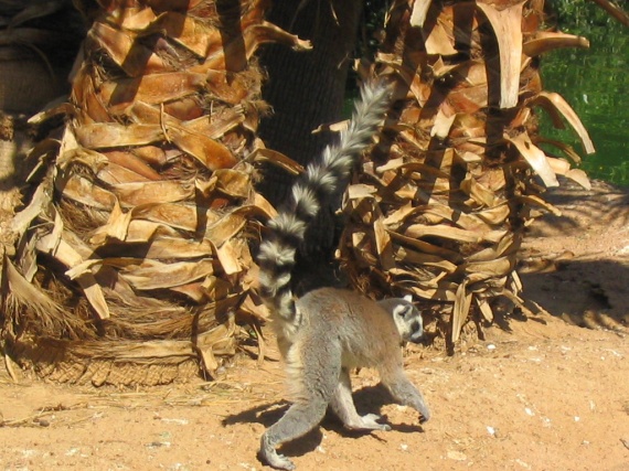Lemurien 