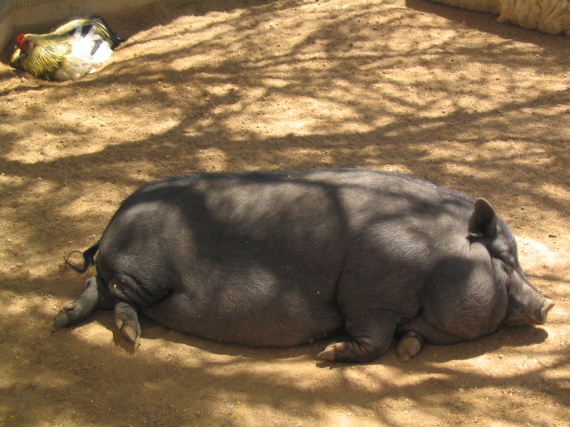 Un sanglier... et un coq 