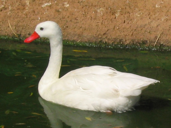 Cygne 