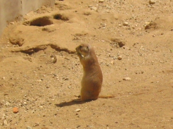 Chien des Prairies