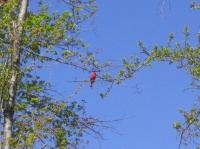 Un Cardinal, College Park, MD (Apr 29, 06)