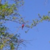 Un Cardinal, College Park, MD (Apr 29, 06)