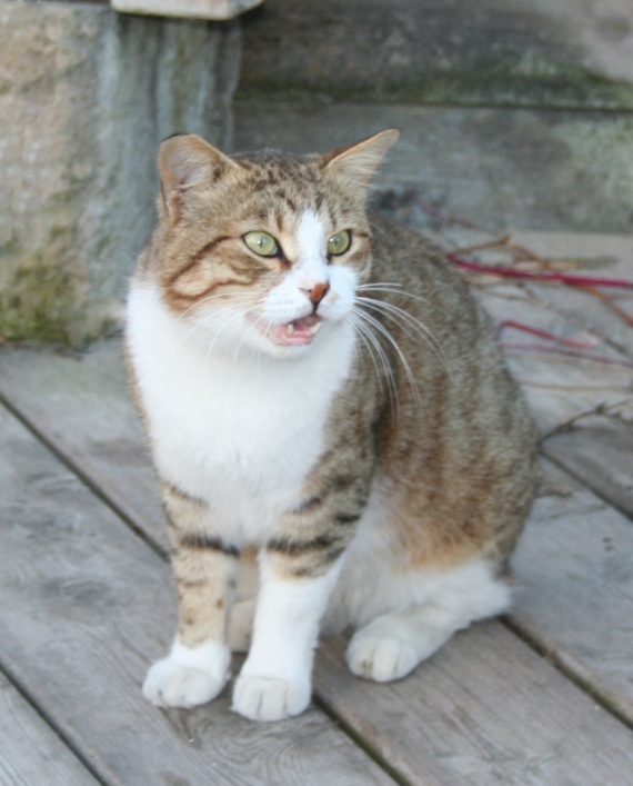 Chat errant a Caesarea