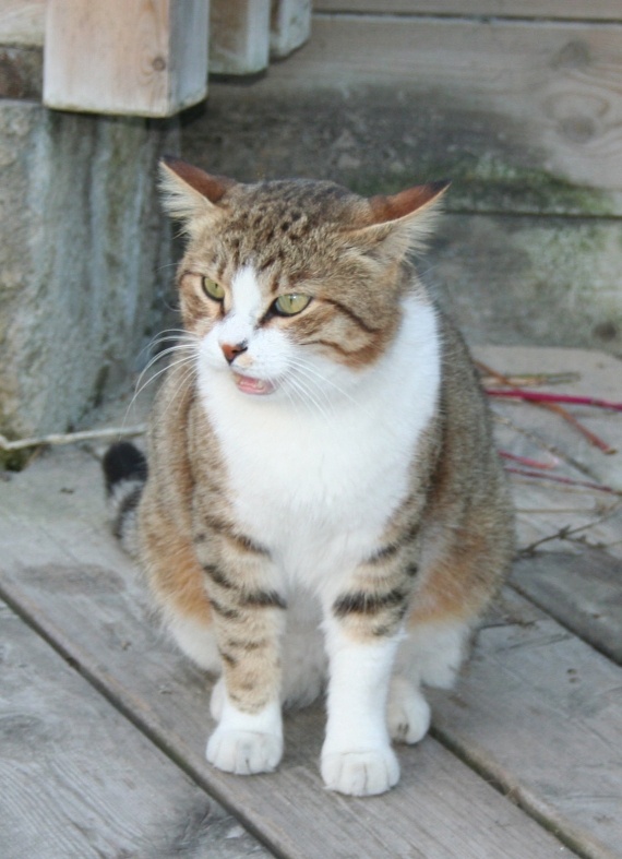 Chat errant a Caesarea