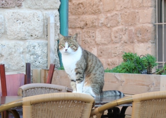 Chat errant a Caesarea (resto)