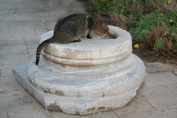 Chat errant a Caesarea