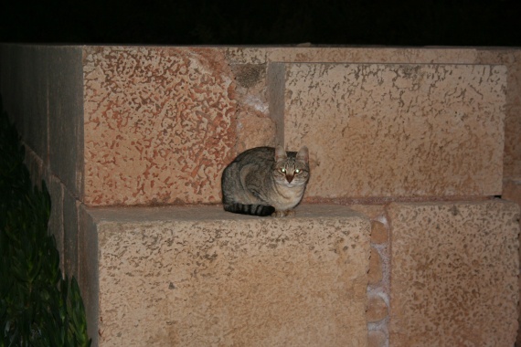 Chat errant a Caesarea