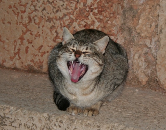 Chat errant a Caesarea