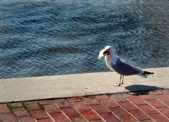 Mouette a Baltimore (Mar 25, 07)