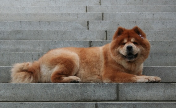 Un chien a Harvard University, Cambridge, MA (Jun 8, 2007)