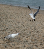 Mouettes, Ocean City, MD (Jul 4, 2007)