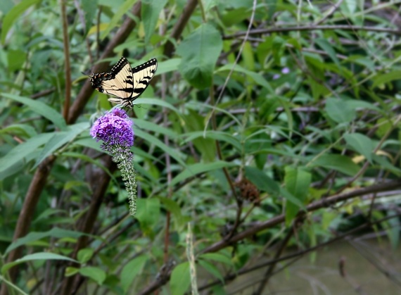 Papillon (Harper's Ferry, WV, Jul 14, 2007)