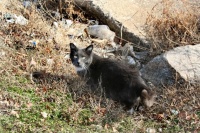 Stray cat, Baltimore, MD (Feb 10, 08)
