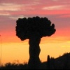 Cactus - Phoenix, AZ (22 juillet 2004)