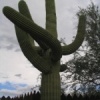 Cactus a Rawhide - Scottsdale, AZ (Apr 23, 2005) 