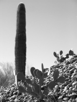 Cacti - Tempe, AZ