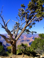 Arbre - Grand Canyon, AZ