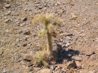Petit cactus