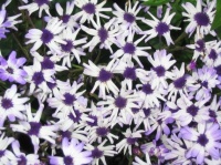 Violettes et blanches