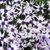 Violettes et blanches