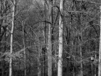 Dans les bois (Feb 7, 2006)