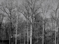 La beaute des arbres (Feb 7, 2006)