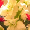 Bouquet de la St Valentin (Feb 14, 06)