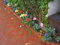 Fleurs sous la pluie (Apr 8, 06)