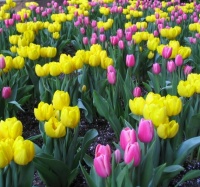 Tulipes a New York (Apr 06)