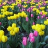Tulipes a New York (Apr 06)