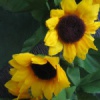 Fake Sunflowers (May 6, 06)