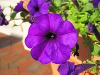 Fleur violette, Baltimore (May 28, 06)
