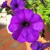 Fleur violette, Baltimore (May 28, 06)