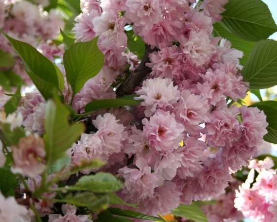 Fleurs, Baltimore, MD (Apr 29, 2007)
