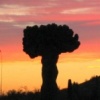 Cactus au Desert Botanical Garden de Phoenix