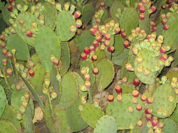 Figues de Barbarie sur cactus