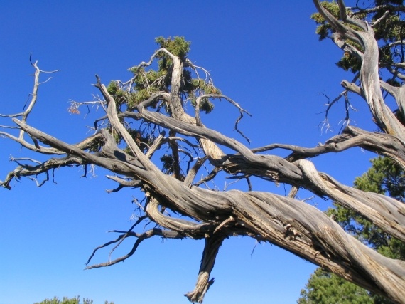 Branche d'un pin de Bristlecone, Grand Canyon, AZ (18 mars 2003)