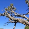 Branche d'un pin de Bristlecone, Grand Canyon, AZ (18 mars 2003)