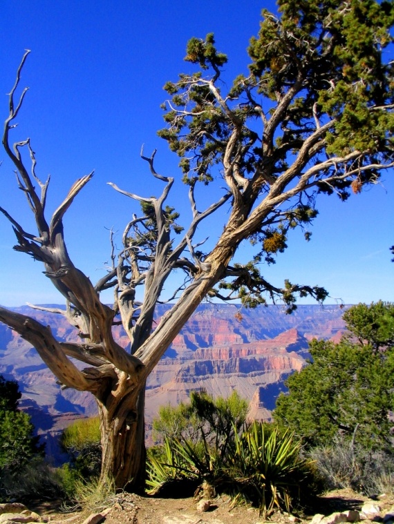 Arbre (Pin de Bristlecone) au Grand Canyon, AZ (18 mars 2003)